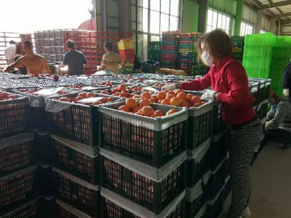 特产商务农土电子产品包括哪些_特产商务农土电子产品有哪些_土特产农产品电子商务