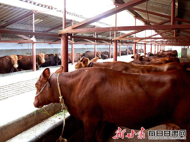 平凉以牛产业为主导，多举措推进全产业链发展