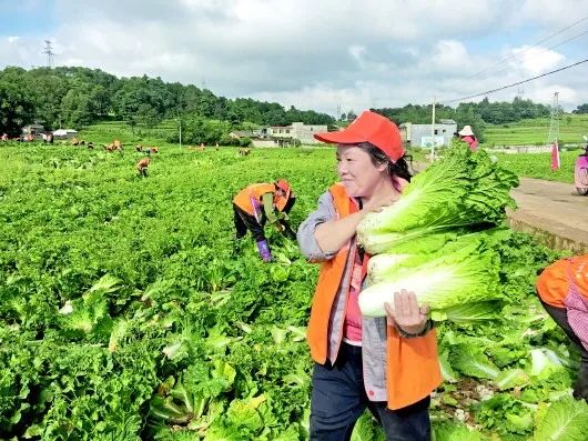 东南亚农产品优势_东南亚农业有利条件_讲述一下东南亚的农业