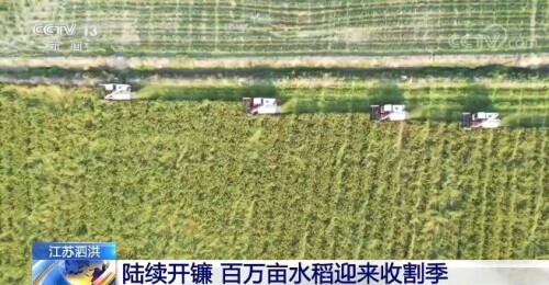 祖国南北秋收季：江苏泗洪水稻丰收，辽宁盘锦稻蟹共生，山西绛县山楂成熟