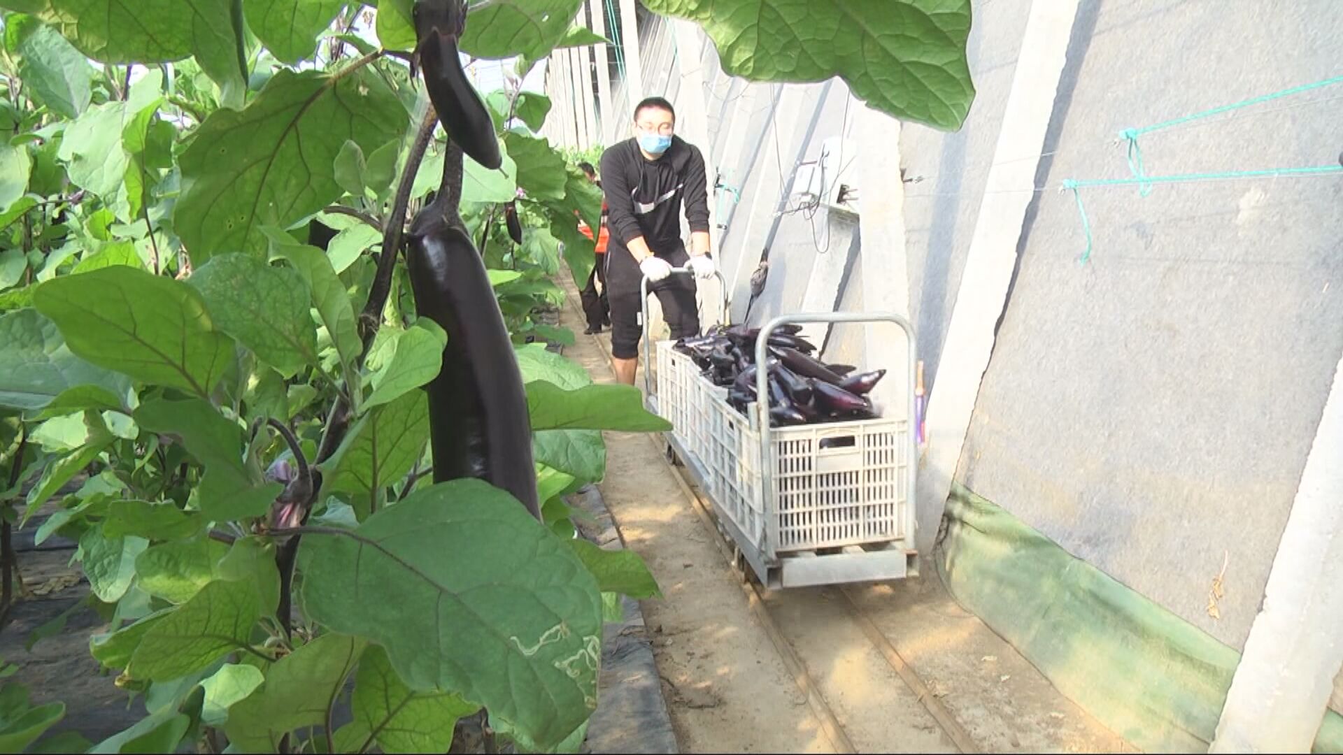 高柳农产品_高柳农产品_高柳农产品