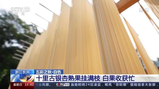 江西广昌白莲丰收：地理标志农产品助力农业高质量发展