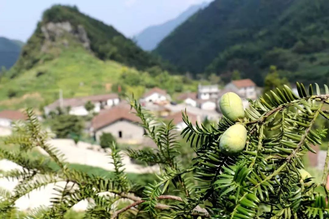中国地理标志农产品_地理标志农产品是什么意思_我国地理标志农产品有哪些