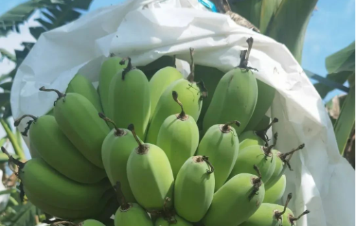 运输农产品免过路费吗_拉农产品免过路费_农产品免收过路费