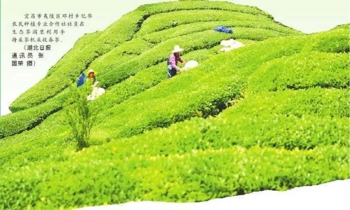 农业合作社收购社员农产品_合作社员农收购社产品怎么做账_合作社收购社员农产品