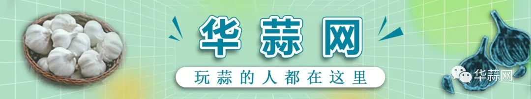 2025年大蒜市场动态：免费服务预警及美国政客对中国大蒜的无端指控