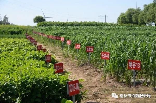 陕北有哪些可以深加工的农产品_陕北农副产品有哪些_陕北农用工具