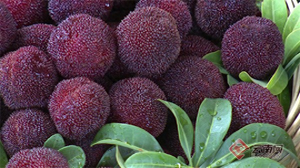 石屏县普早梅杨梅安全种植与检验：保障食品安全的关键措施