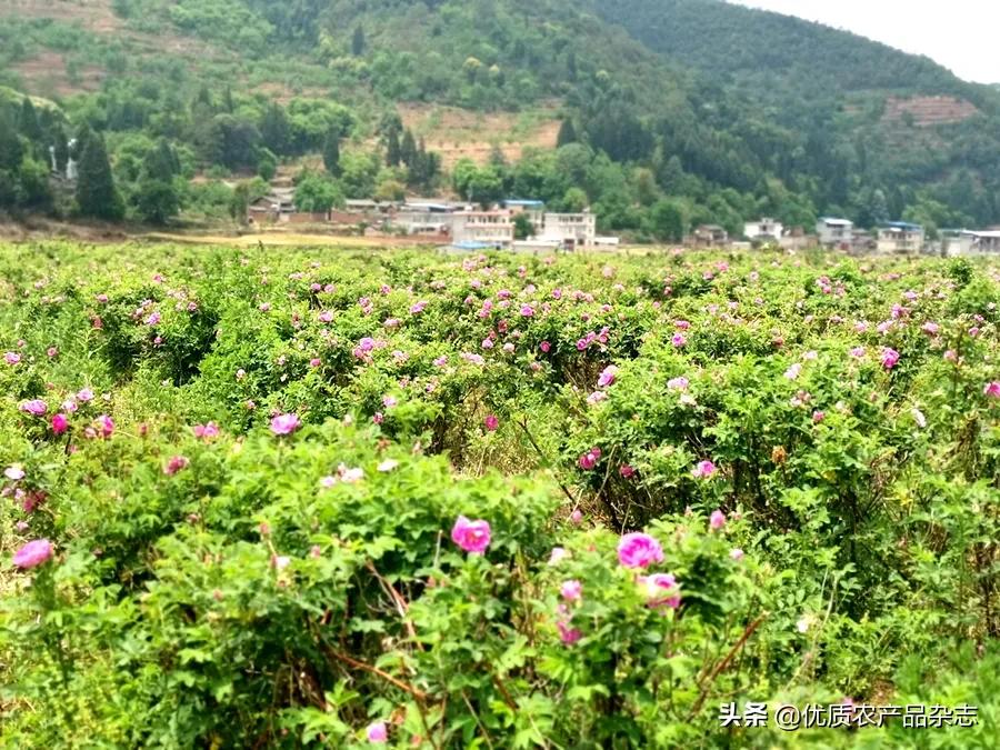 中国优秀农产品服务协会_中国优质农产品开发服务协会_中国优质农业协会官网