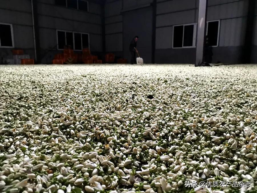 中国优质农业协会官网_中国优质农产品开发服务协会_中国优秀农产品服务协会