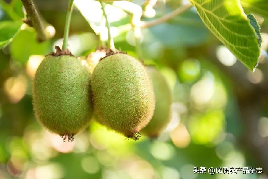 中国优质农业协会官网_中国优秀农产品服务协会_中国优质农产品开发服务协会