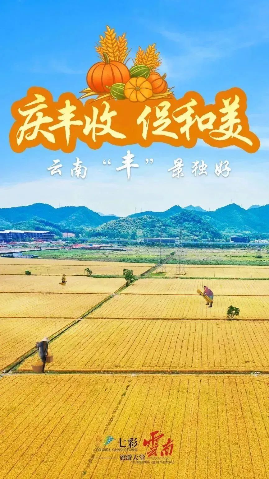 云南丰收节特色土特产推荐：普洱墨江紫米与景东核桃的独特魅力