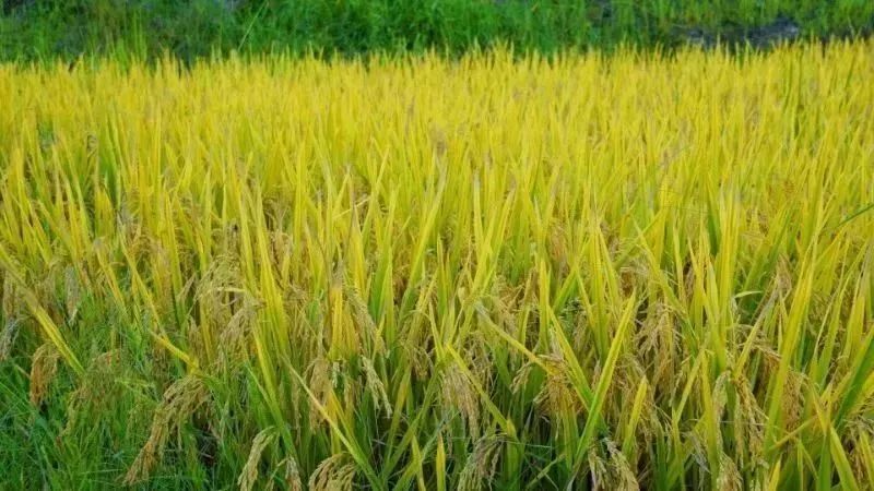 农产品起名_农产品名字接地气_农产品名字