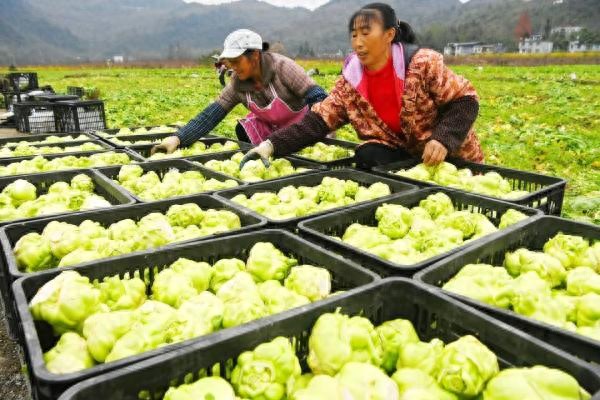今冬蔬菜价格低迷：白菜萝卜等应季蔬菜价格创历史新低，市民买菜更实惠