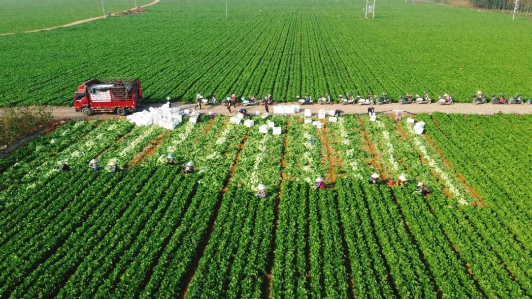 农产品种植收购合同_种植收购协议书范本_农产品种植收购合同书