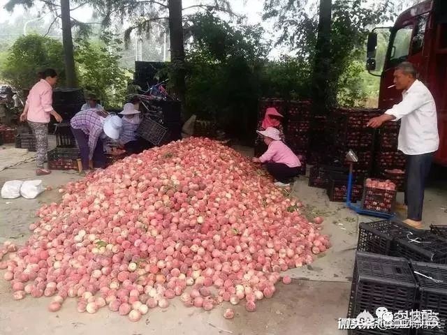 农产品滞销的问题_农产品滞销问题_滞销农产品的营销方案