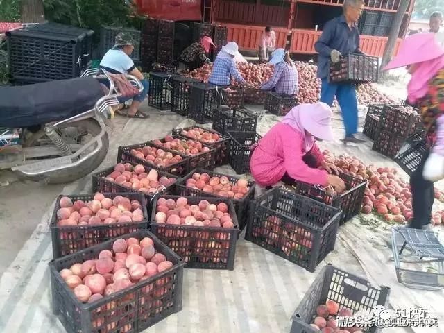 农产品滞销的问题_滞销农产品的营销方案_农产品滞销问题