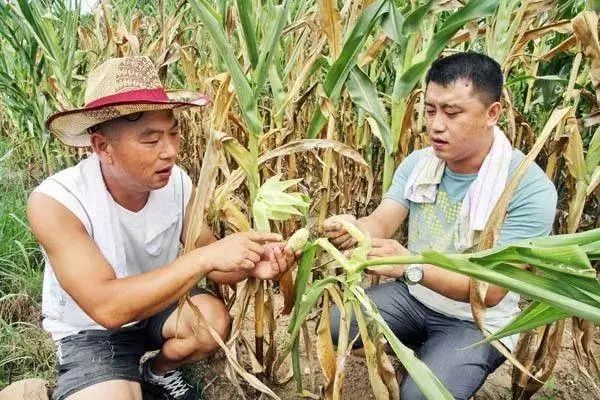 中国农产品价格网_中国农产品价格信息发布网_中国农业价格信息网