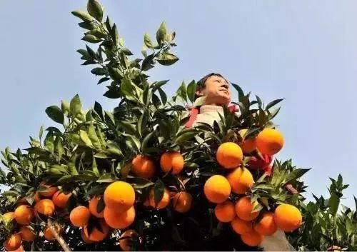 中国农产品价格网_中国农业价格信息网_中国农产品价格信息发布网