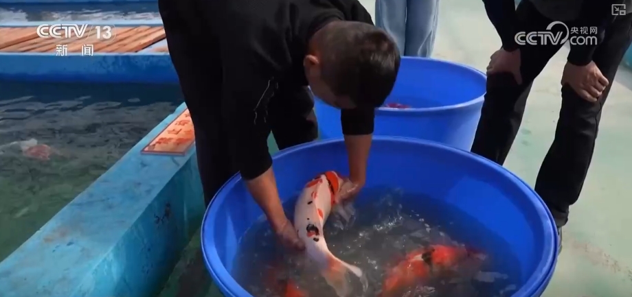 基于电子商务的农产品物流配送体系的研究_电子商务下物流配送模式_农产品电子商务物流配送模式