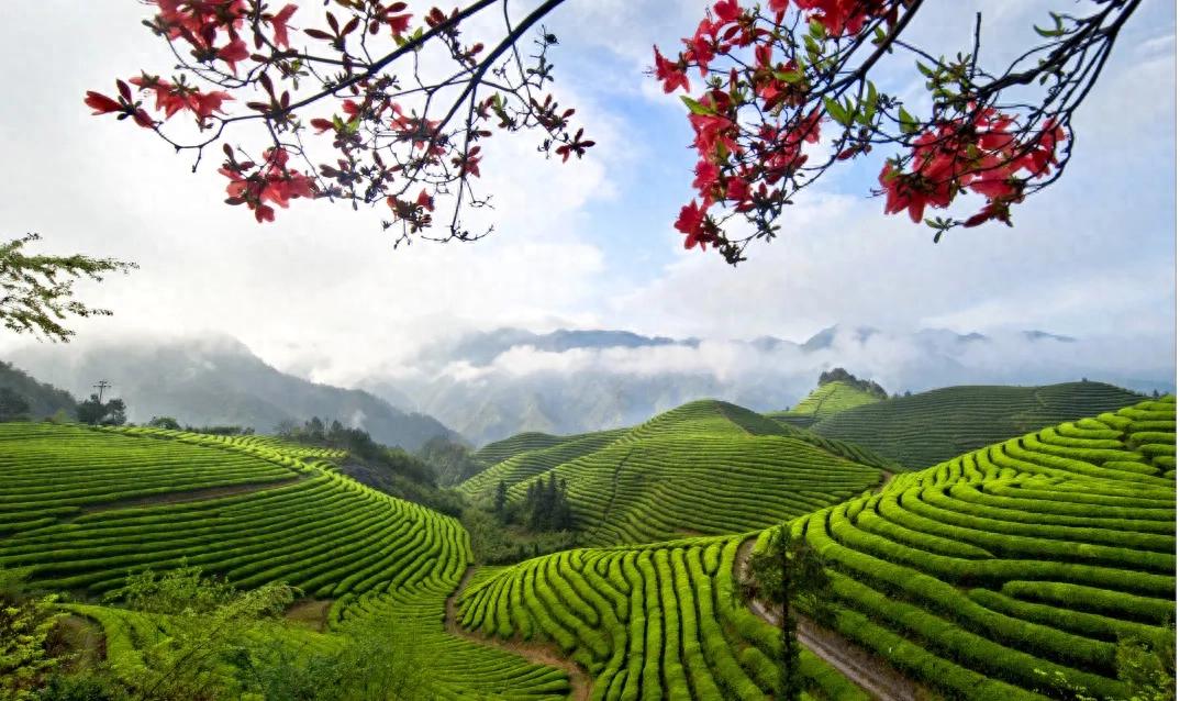 浙江茶产业助力脱贫振兴，有机茶成重要部分