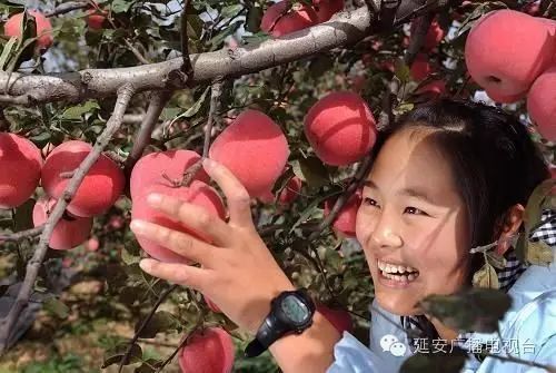 苹果的衍生农产品_衍生农苹果产品有哪些_农产品衍生品是什么