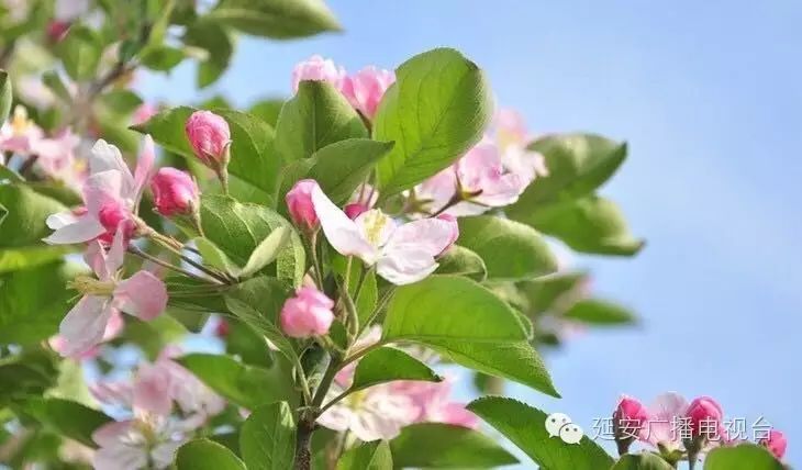 农产品衍生品是什么_衍生农苹果产品有哪些_苹果的衍生农产品