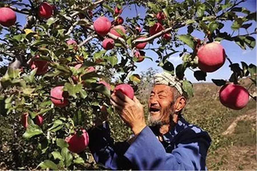 陕北黄土高原苹果产业革命：从信天游到世界苹果大会的华丽转身