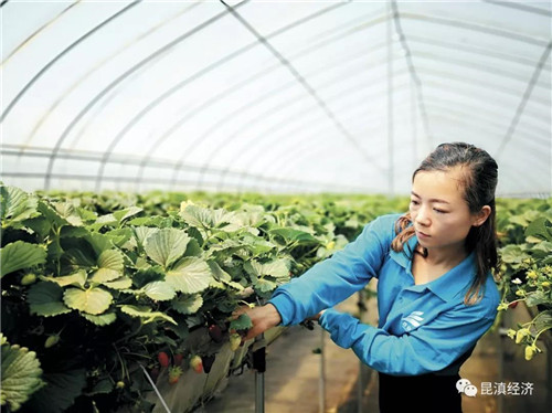 云南寻甸百安草莓园牛奶味草莓与禄劝阳光玫瑰葡萄走俏市场