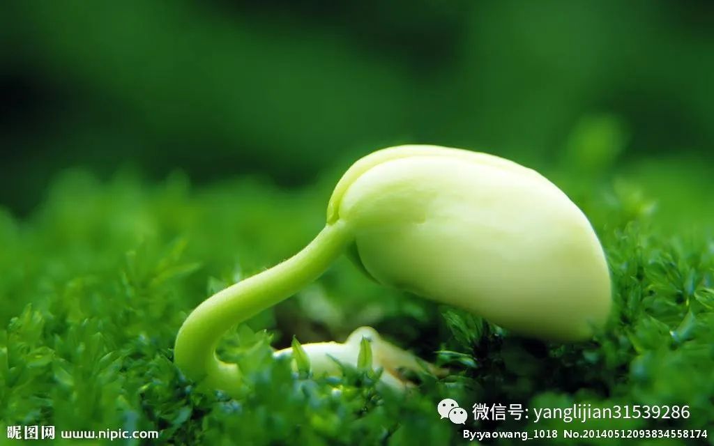 营业执照初级农产品收购_初级农产品营业执照_营业执照初级农产品