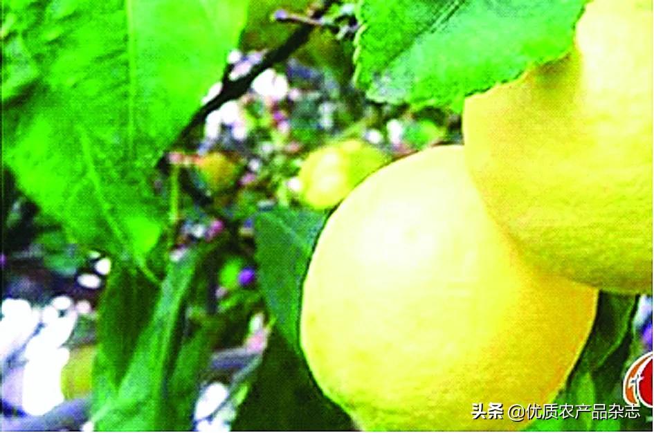 商标图片大全素材_农产品商标图片_农业商标图案