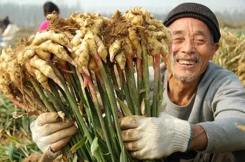 生姜病虫害防治，守护丰收的秘密武器！