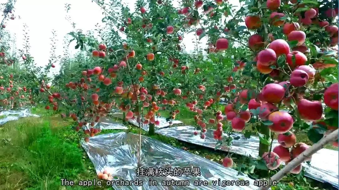 富硒农产品宣传片_富硒农业口号揭晓_富硒农产品广告