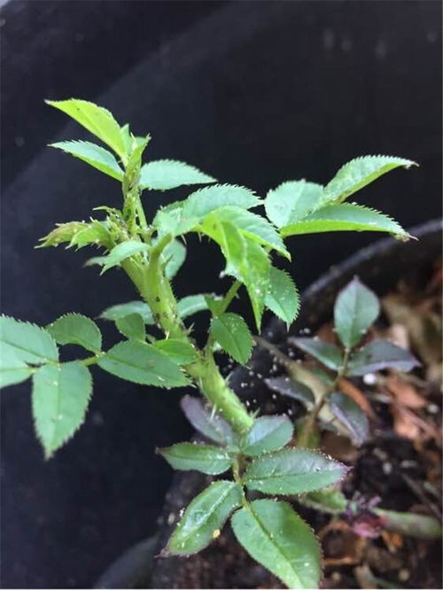 如何守护花草健康？揭秘预防病虫害的五大秘诀
