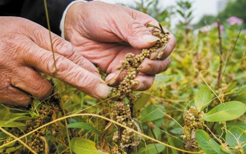 菟丝子病虫害揭秘：如何守护植物的健康成长？