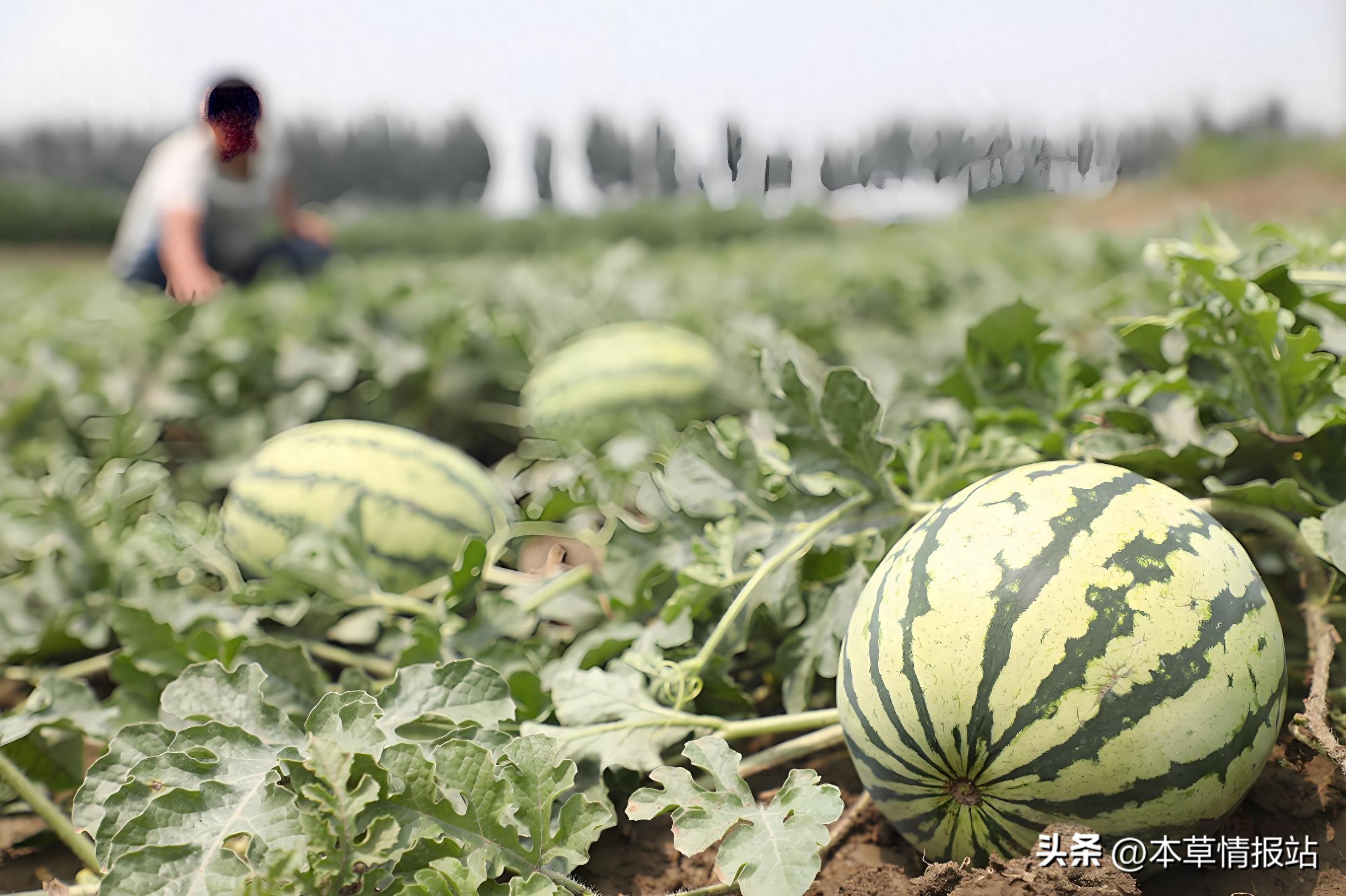 如何在个淘宝卖农产品_在淘宝卖农产品需要什么条件_淘宝店卖农产品取什么名字