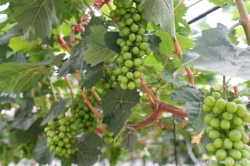 《大棚葡萄种植新篇章：揭秘高效技术助力丰收》