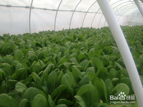 揭秘有机蔬菜种植技术：如何培育出更健康的“绿色食品”？