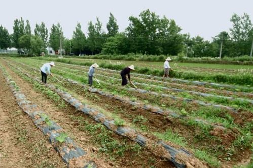 揭秘中药材种植技术革新：如何提升中药产业价值链？