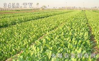 揭秘菠菜种植技术：如何打造绿色健康餐桌？