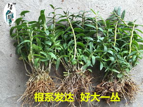 铁皮石斛种植，揭秘自然之宝的培育奥秘