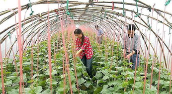 大棚蔬菜种植技术大全：揭秘高效农业的秘密武器