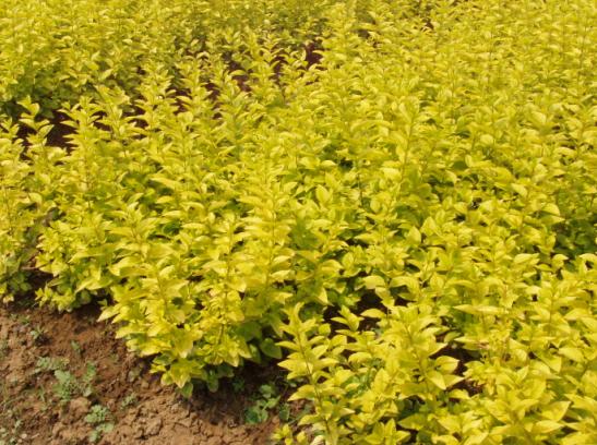 金叶莸病虫害频发，如何守护这一观赏植物的美丽？