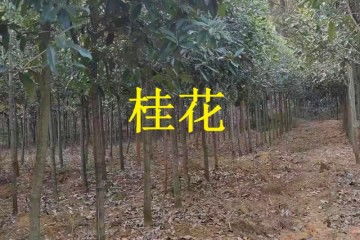 四季桂花树种植攻略：如何在您的庭院中培育出四季飘香的绿意？
