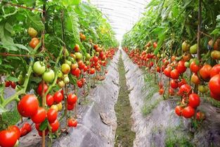 西红柿种植革命：技术革新与管理攻略全解析