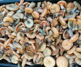 揭秘食用菌种植新革命：技术升级，产量翻番？