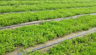芹菜种植全攻略：掌握最佳种植时间，打造高效菜园