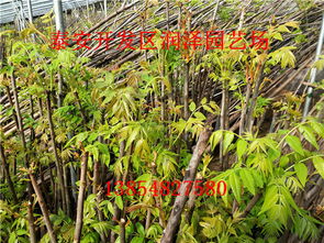 香椿芽种植技术揭秘：如何打造绿色健康餐桌上的“春之味”？
