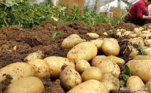 土豆种植新篇章：技术革新与管理策略解析