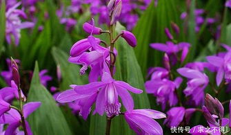白芨种植新篇章：揭秘高效种植技术与科学管理之道